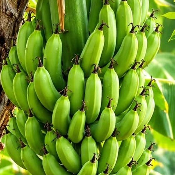 Régime de bananes vertes cultivées localement